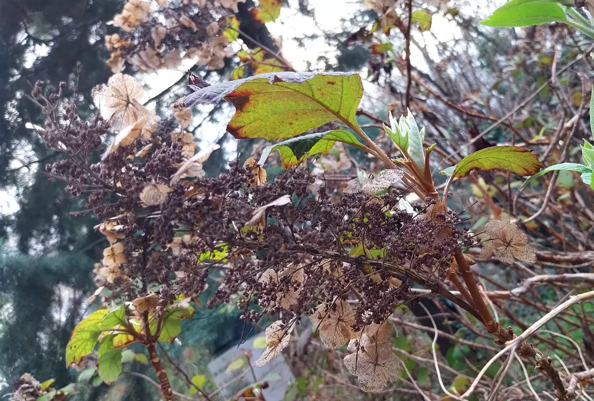Hortensia à feuilles de chêne (Hydrangea quercifolia) au printemps avec jeunes pousses vertes, sans taille