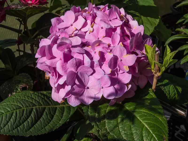 Hortensia